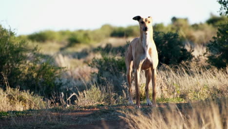 Perro-De-Granja-Ladrando-Entre-Algunos-Arbustos-Secos-En-El-Campo,-Estilo-De-Vida-Karoo