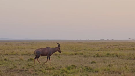 cámara lenta de topi caminando al atardecer, vida silvestre de kenya animal de safari en masai mara al amanecer, manada de animales africanos en áfrica, steadicam gimbal seguimiento después de la toma