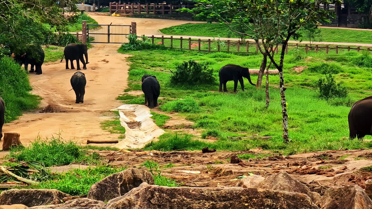 Young elephants walk freely along dirt path at Pinnawala Elephant Orphanage