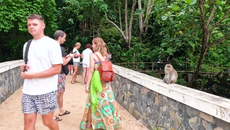 tourists observe monkeys on a scenic bridge