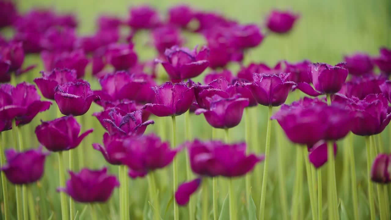 hermosos tulipanes rojos que florecen en el campo 37