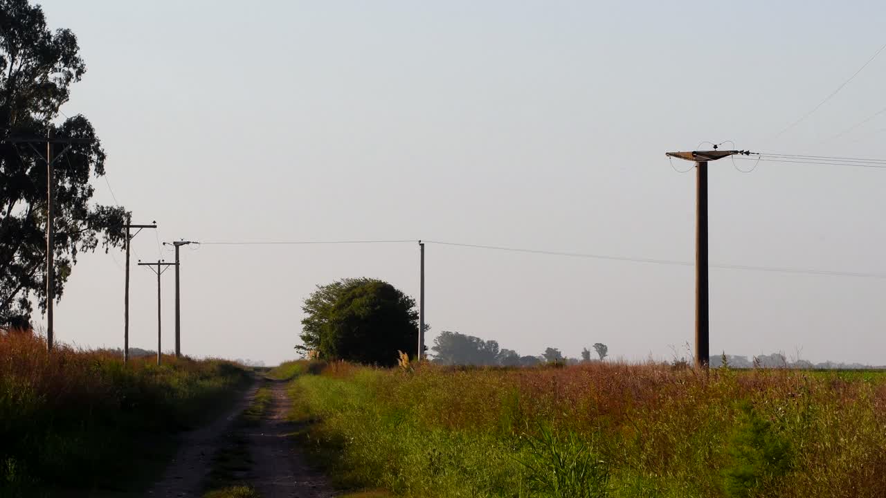 Green Grass And Trees At The Narrow Dirt Road At The Rural Area In Firmat, Santa Fe, Argentina With Electrical Posts At Dusk - Wide Shot