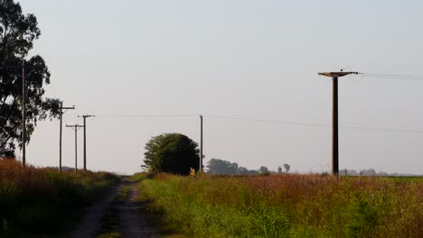 green grass and trees at the narrow dirt road at the rural area in firmat, santa fe, argentina with electrical posts at dusk - wide shot