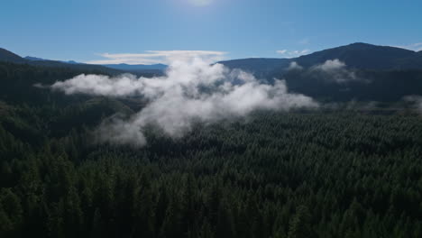 panoramic aerial dolly above evergreen forest with tendrils of fog or clouds spread out across tree tops