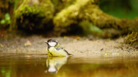 Great-Tit-in-Friesland-Netherlands-bends-head-over-into-pool-of-water-as-ripples-expand-from-flapping-spraying-around