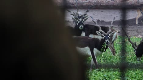 Close-up-of-Antilope-cervicapra-or-blackbuck-antelope-in-the-zoo