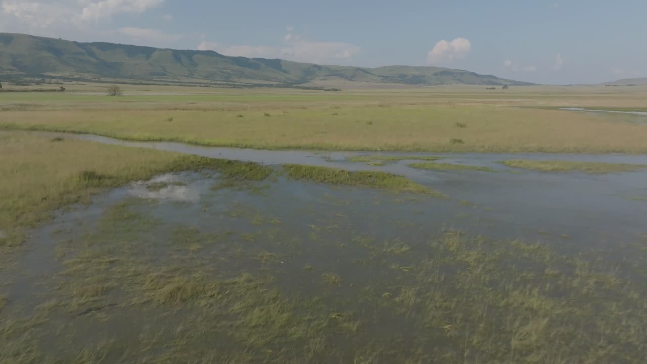 Drone shot of a Giant Heron in flight over a marsh in South Africa with the mountains in the background