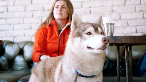 una mujer joven acaricia a su perro husky siberiano en el interior