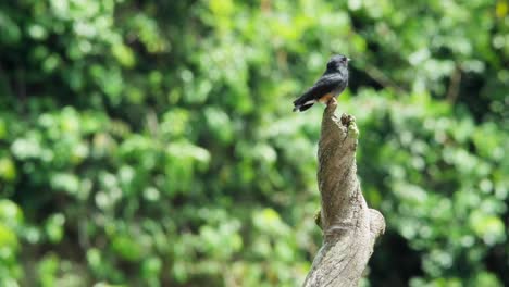 Tragar-Puffbird-Alado-En-Una-Rama-En-Medio-Del-Río