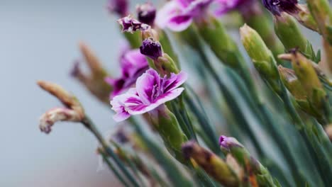 flores florecientes en el jardín británico con fondo de enfoque caído