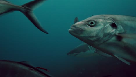 gran tiburón blanco carcharodon carcharias islas neptuno sur de australia 4k cámara lenta 50fps