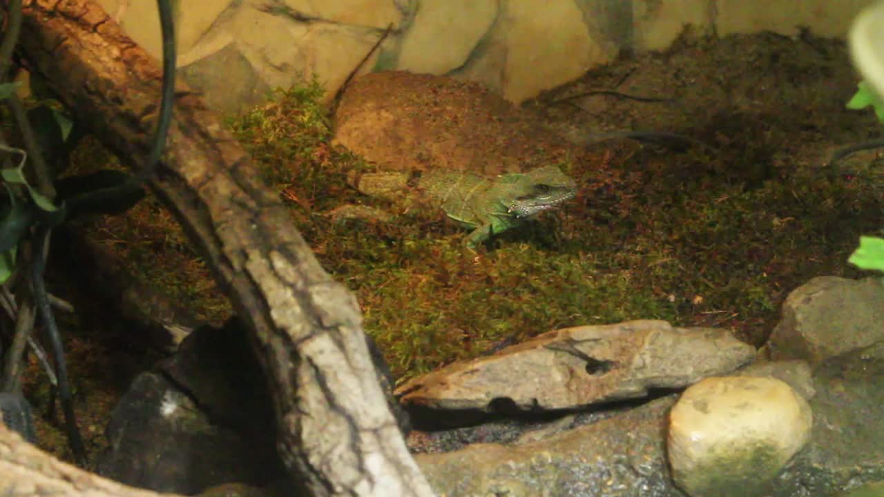 lagarto respirando profundamente en el zoológico