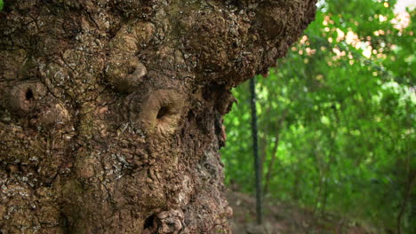 Sick and old tree