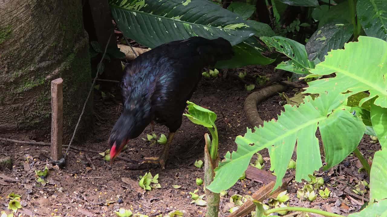 A black chicken with a red comb stands foraging on the ground among tropical plants in Mari Mari cultural village, Kota Kinabalu, Malaysia