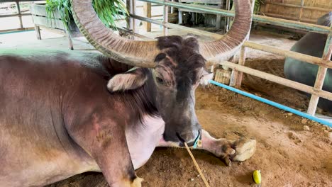 a water buffalo rests in a rustic enclosure at a phuket farm museum, captured in natural lighting with earthy tones