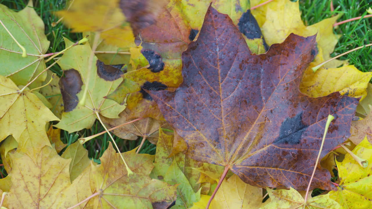 Autumn leaves scattered on grass, showcasing fall colors and textures