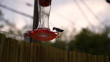 slow motion clip of a hummingbird flying away from a red bird feeder during golden hour in southern california