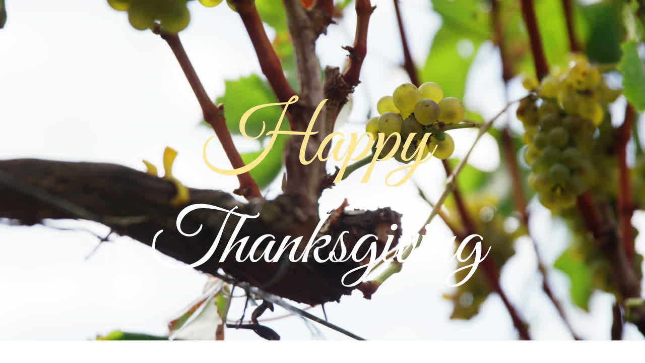 Thanksgiving animation with text overlay on lush green grapevine leaves in garden