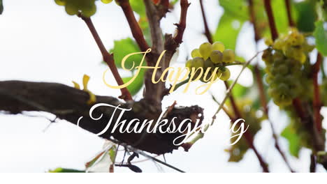 thanksgiving animation with text overlay on lush green grapevine leaves in garden