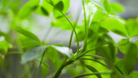 cámara empujando a través del follaje de una planta paraguas