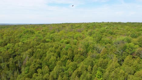 drone chasing eagle flying high up in the air