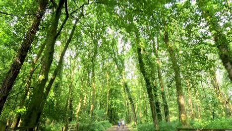 a serene walk through lush green forest