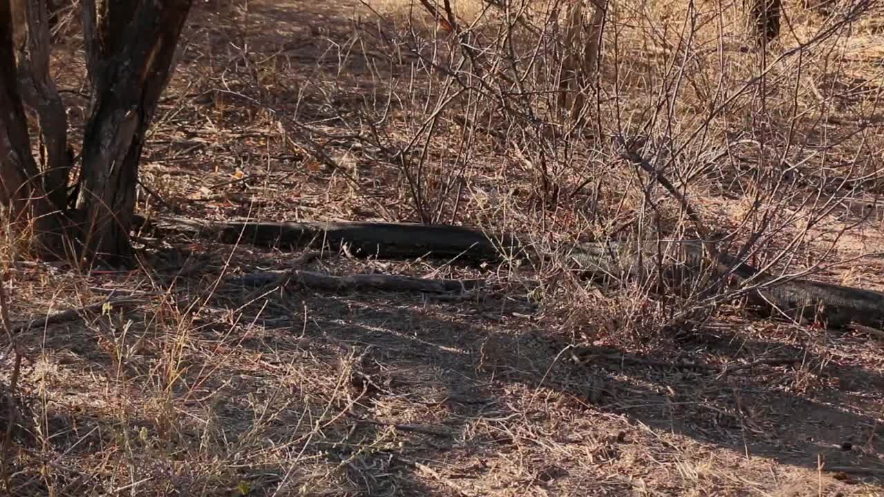A very large African Rock Python in the wild, having just eaten a small antelope