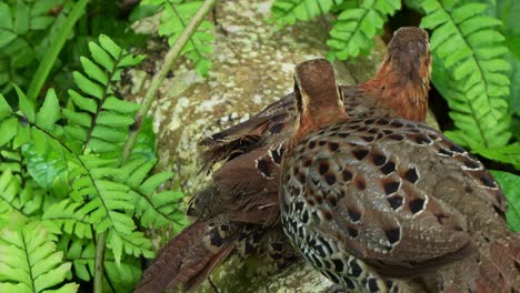 close up shot of two wild mountain bamboo partridge, bambusicola fytchii spotted standing on a wood log, preening and grooming each other's plumage during mating season