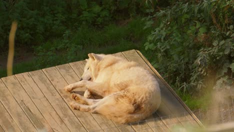 hudson bay wolf lying down resting on den in orange sunlight with trees and grass in surrounding environment 4k