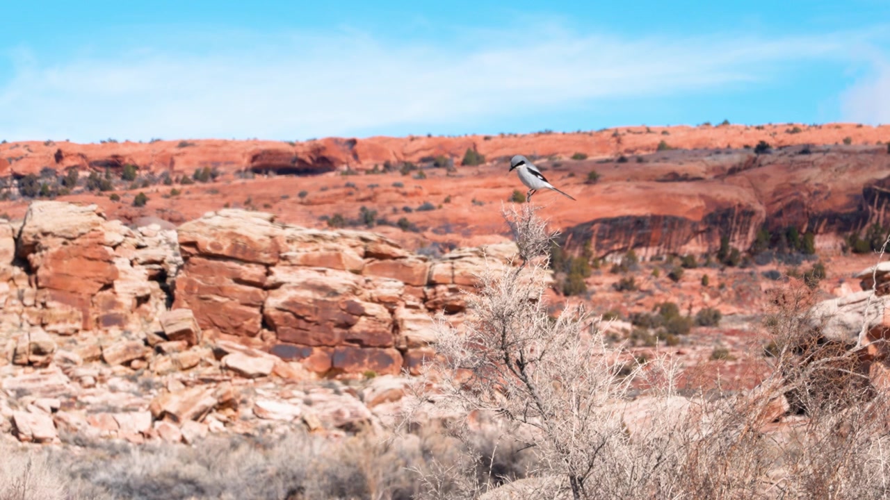 Nærbillede af en Woodhouse's Scrub-Jay fugl, der sidder på et dødt træ og leder efter mad i Rocky Mountains