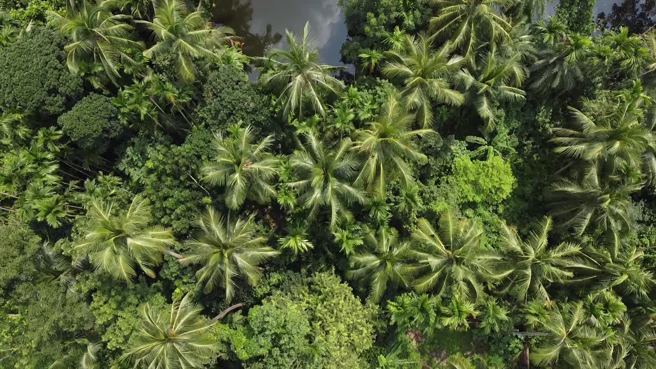 bosque verde profundo en temporada de lluvias