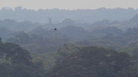 Swift-Schwebt-Hoch-über-Dem-Regenwald-Im-Dschungel-Des-Tambopata-Nationalreservats