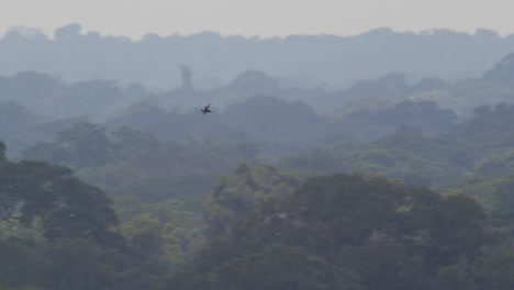 swift se eleva por encima de la selva tropical en la selva de la reserva nacional de tambopata