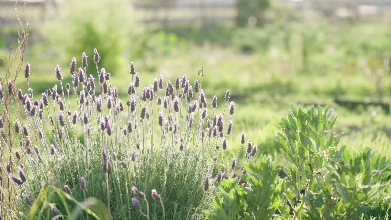 Purple lavender flowers blooming in a sunny garden
