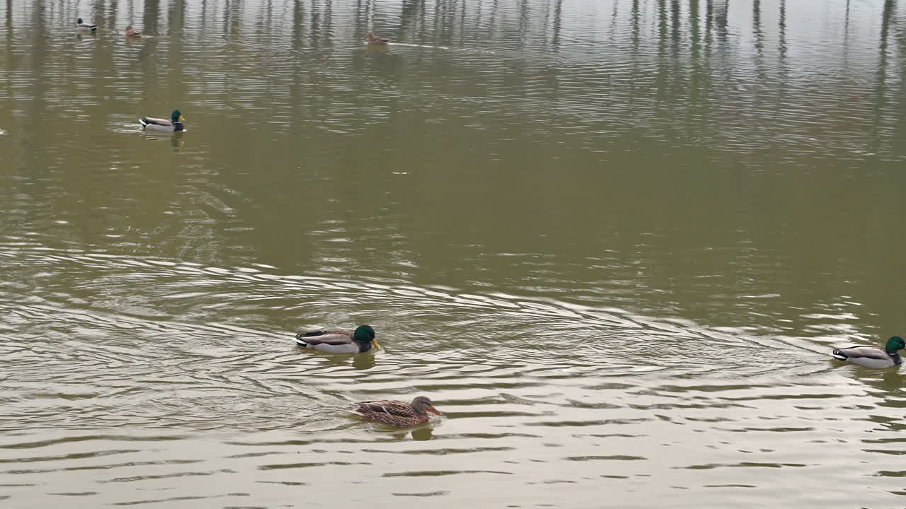 Watch as ducks glide across a calm pond in the early morning. Their soothing movements create ripples in the water surrounded by serene nature