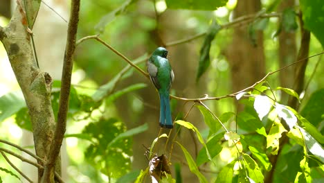 Rückansicht-Eines-Bunten-Vogels-Auf-Grünem,-Defokussiertem-Hintergrund,-Statische-Aufnahme