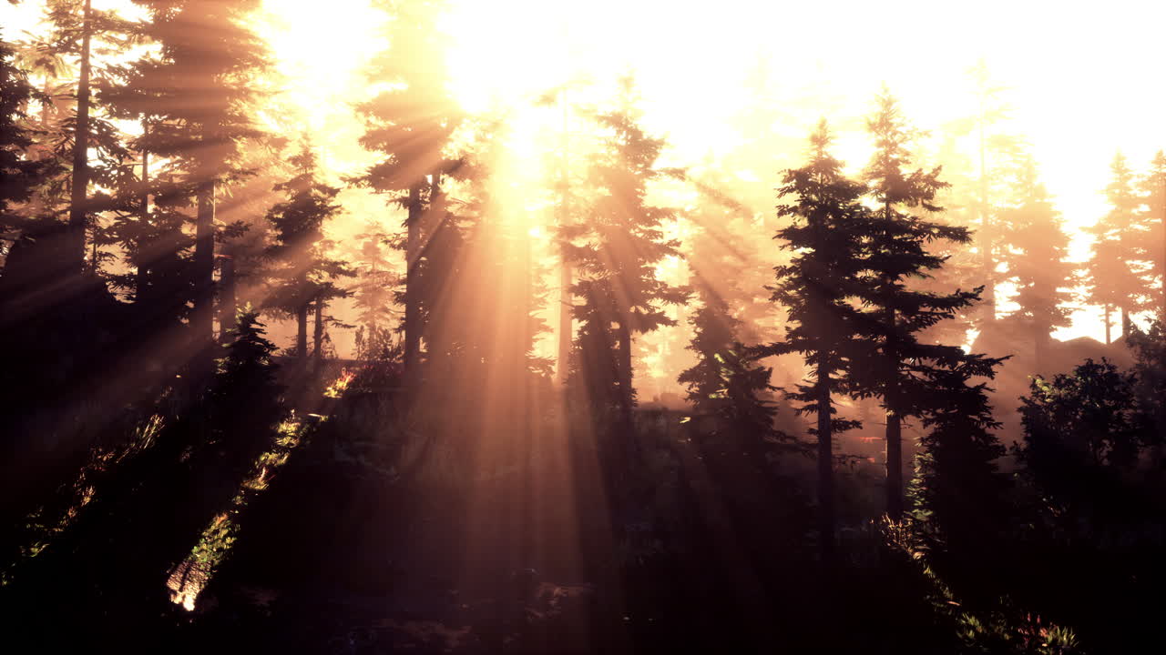 mágico paisaje de bosque oscuro de otoño con rayos de luz cálida