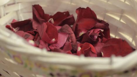 red rose flower petals falling onto wooden floor