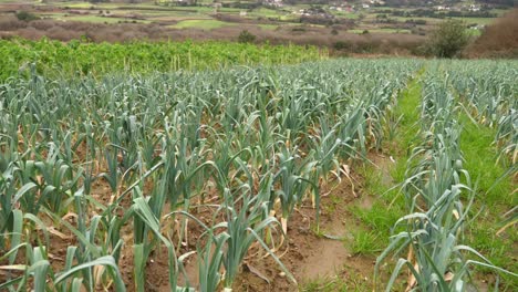 pesticide free, organic and sustainable corn plantation in the countryside