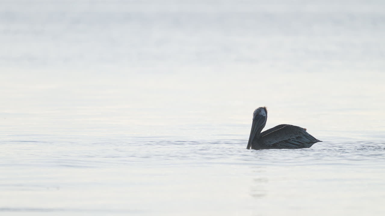 Brown Pelican on Top of Water 2