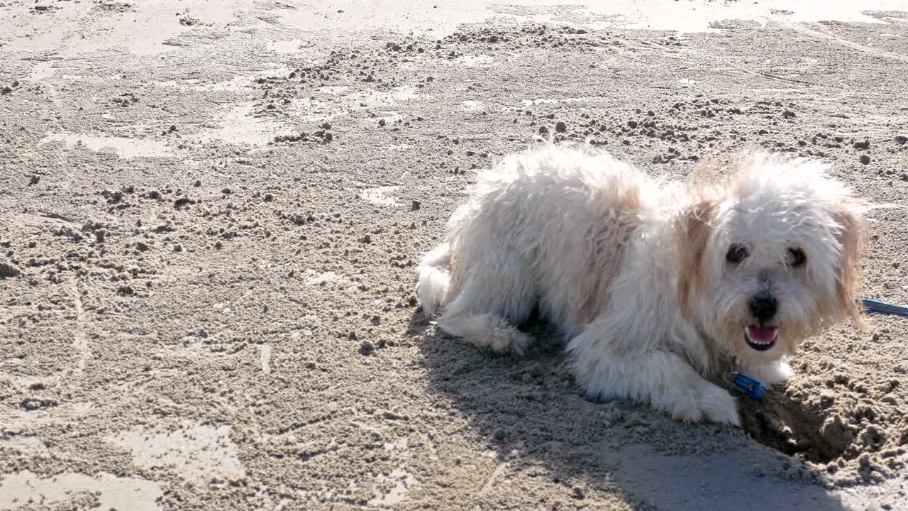 4k 크레인, 강아지들이 해변에 구을 파고, 강아지는 기쁜 듯하고 재미있다.