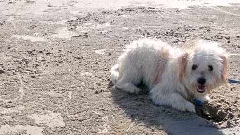 4k tiro de grúa, los cachorros están cavando agujeros en la playa, los cacheros se ven alegres y divertidos.