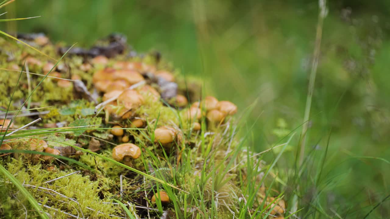 A cluster of small mushrooms grows in vibrant mossy grass, creating a serene forest floor scene.