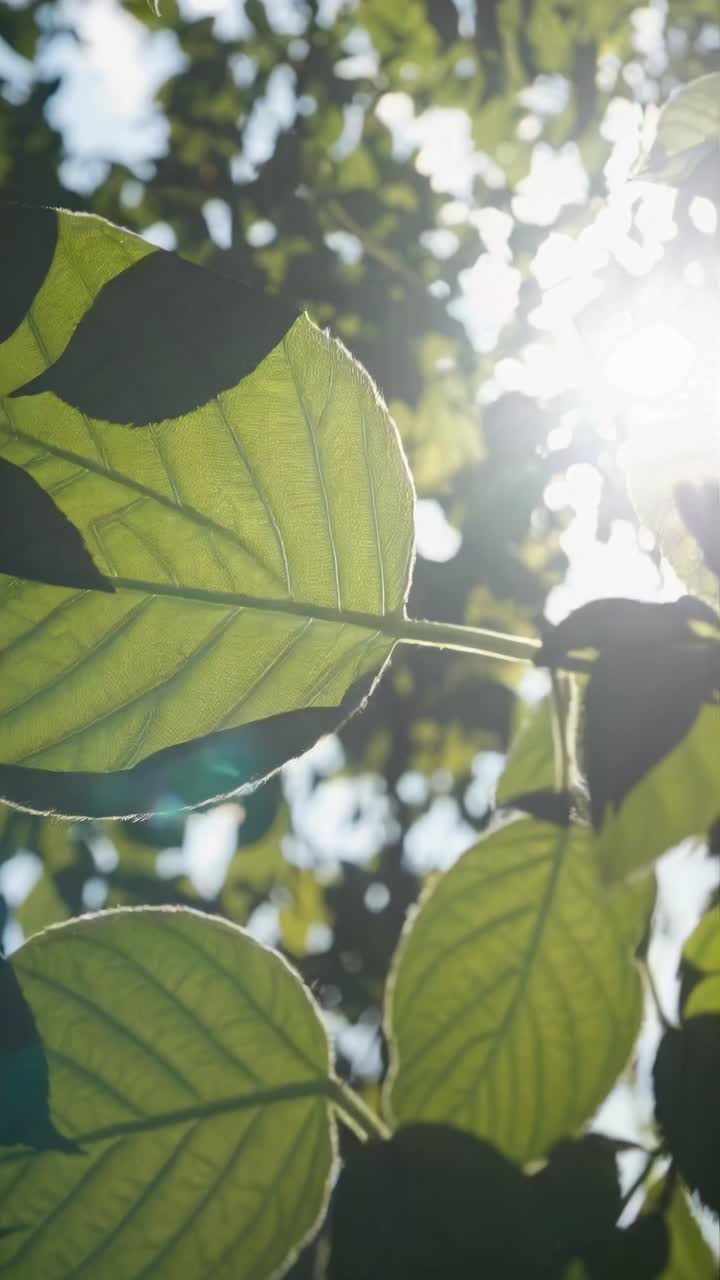 A serene video capturing sunlight filtering through green leaves from a low-angle perspective