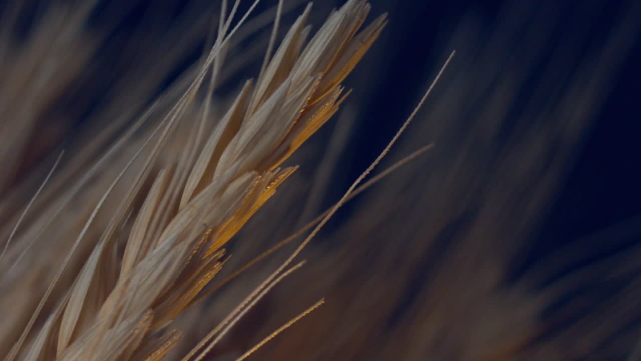 primer plano, luz dorada que brilla sobre la hierba de trigo