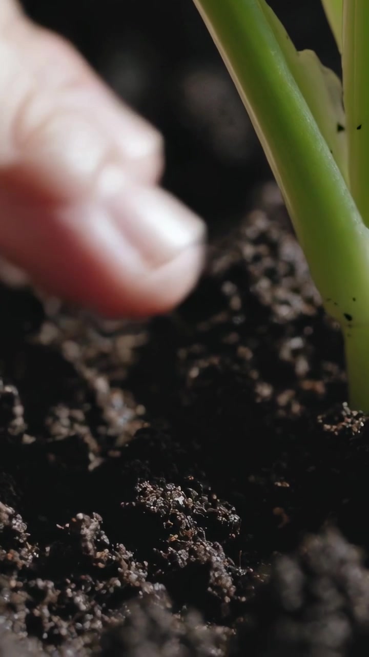 Vertical video: Fingers approaching, hand tamping potting soil at home, securing green plant stem