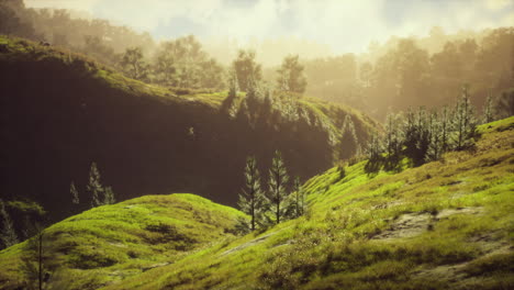árboles verdes en el cañón al atardecer con niebla