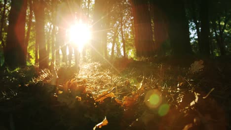 mountain biker riding in the forest