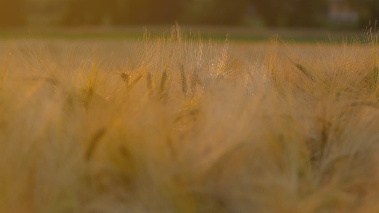 Close up of a wheat field at sunset