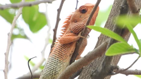 ojos de lagarto de piel roja - patas